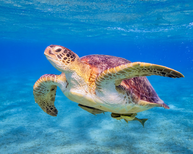 Tours y excursiones en Marsa Alam