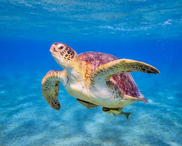 Marsa Alam Tours and Excursions