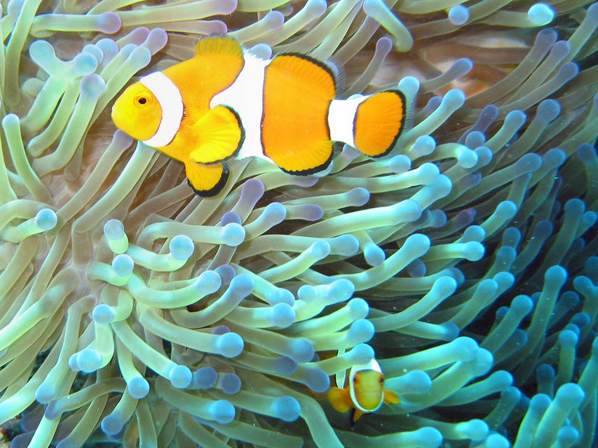 Snorkeling Tours in Taba