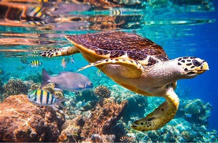 Snorkeling Tour At Port Ghalib from Marsa Alam
