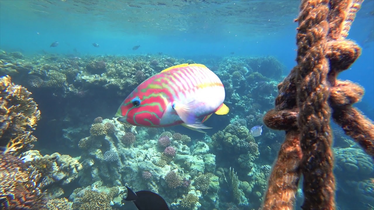 Cairo & Marsa Alam Cheap Holidays