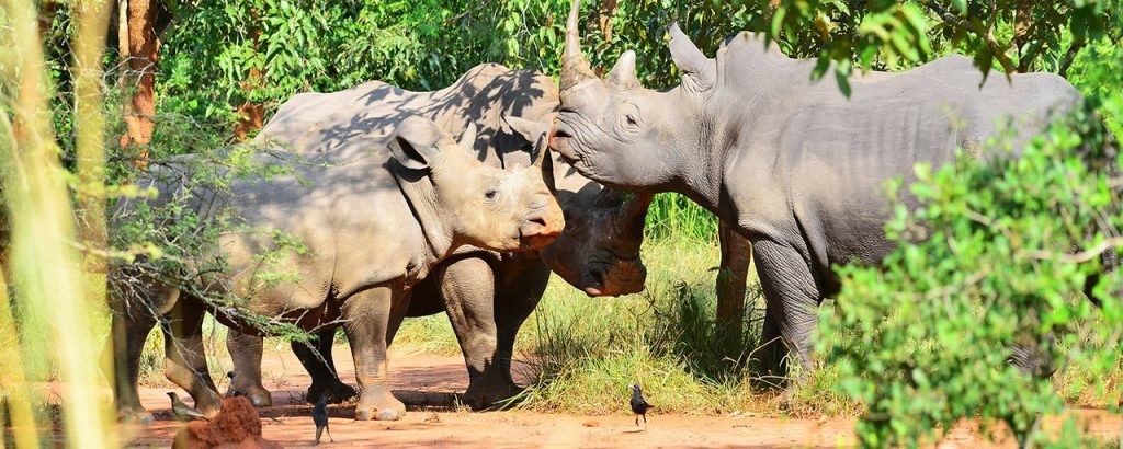 9 Days Wildlife Safari