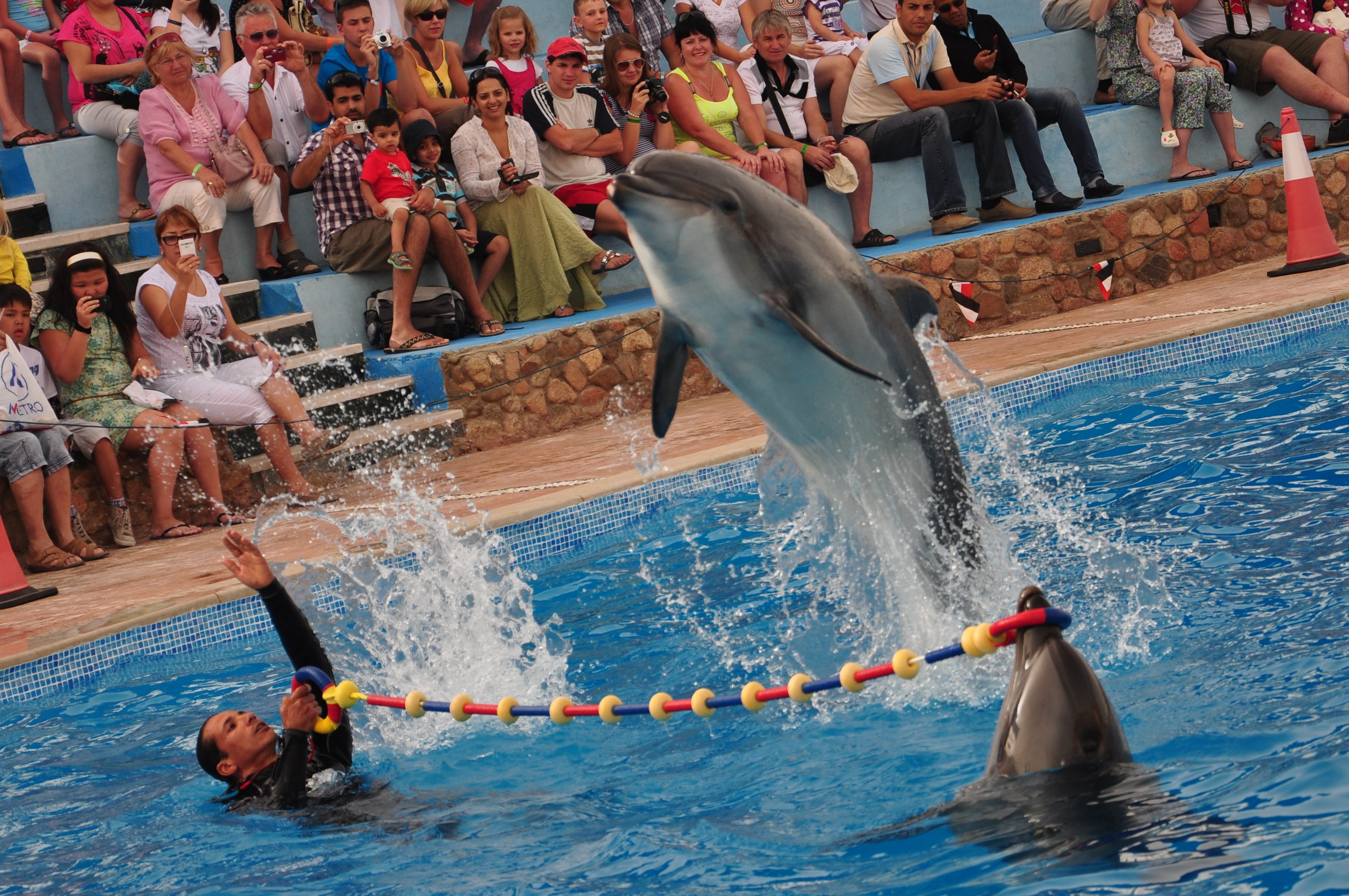 Dahab Tours to Dolphin Show