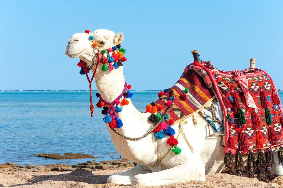 Excursiones de un día en Sharm El Sheikh