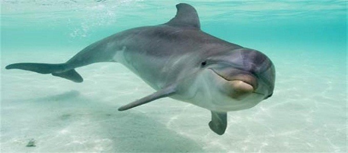 Esnorquel Tours en Dolphin House en Marsa Alam