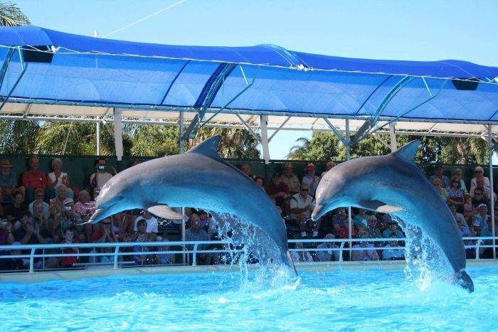 Dahab Tours to Dolphin Show