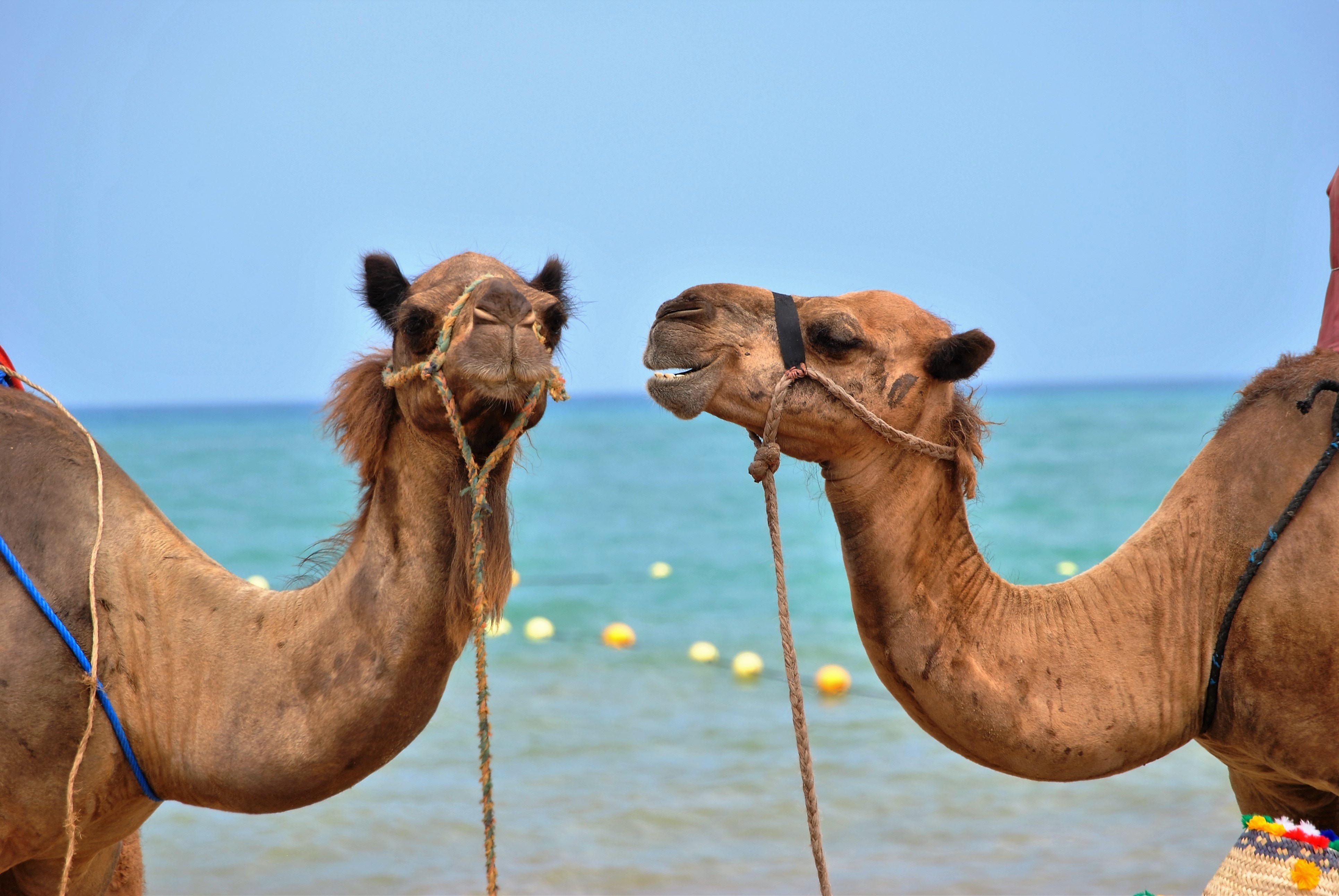 Safaris en Abu Galum desde Sharm El Sheikh