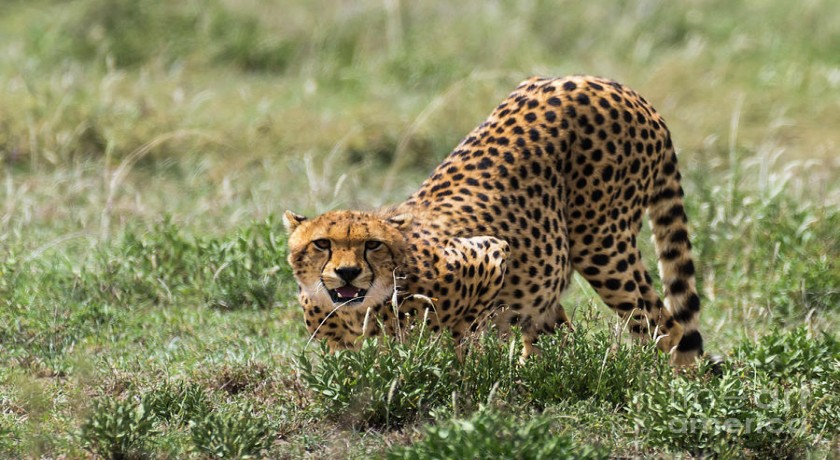 7 Days Safari Camping