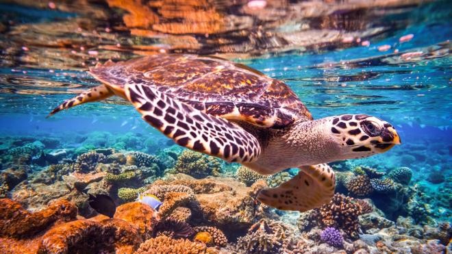 Snorkeling Tours in Taba