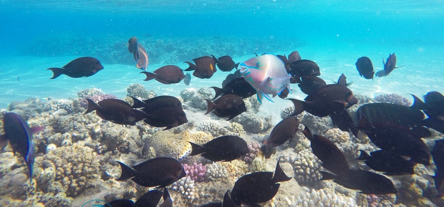 El Gouna tours to Sindbad submarine