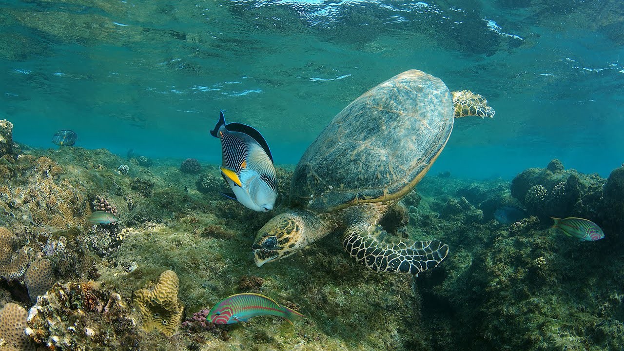 Abu Dabab Snorkeling Adventure