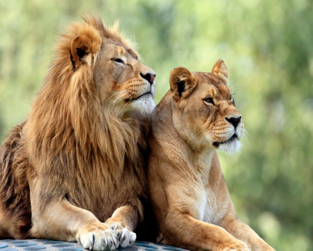 7 Dias Safari Camping ou Lodge