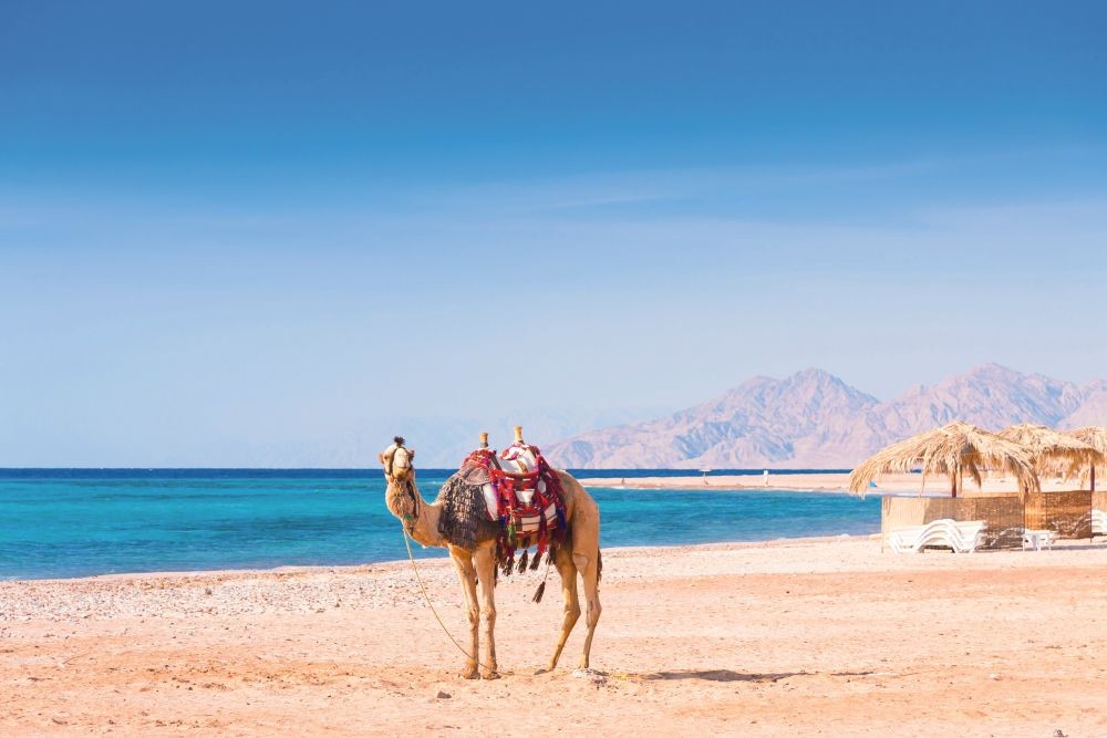 Viajes Baratos El Cairo y Marsa Alam