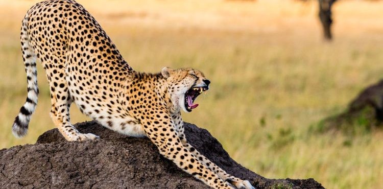 5 Days Safari Tours