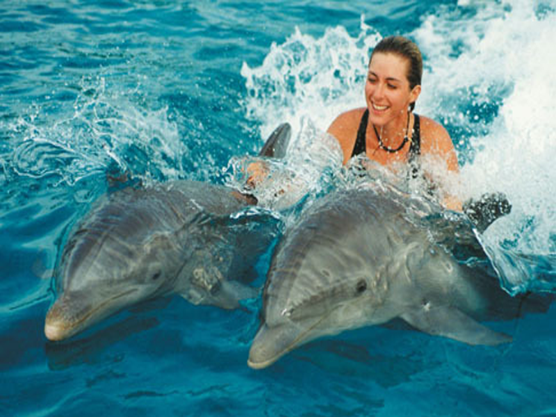 Excursiones para nadar con delfines en Sharm el Sheikh