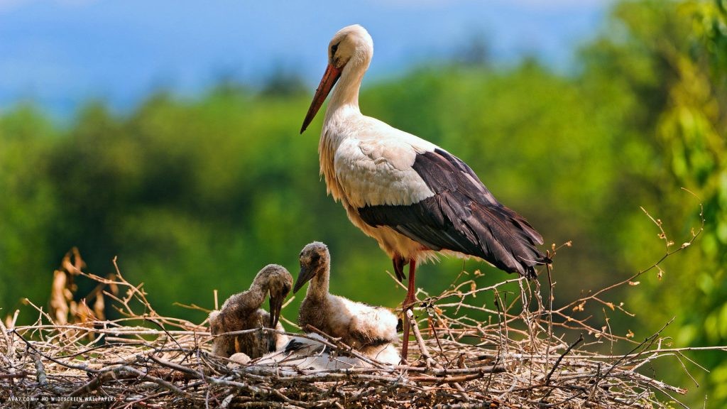 9 Days Wildlife Safari