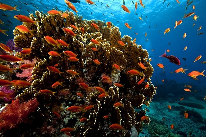 Ras Mohamed Tours in Sharm El Sheikh