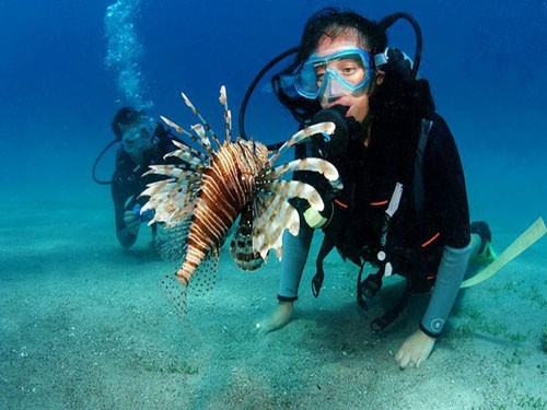 Ras Mohamed Tours in Sharm El Sheikh