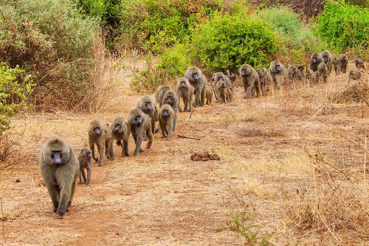5 Days, 4 Nights Safari Tarangire, Serengeti, Ngorongoro