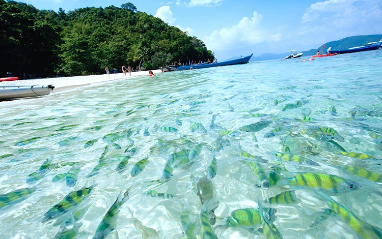 Coral Island and City Tour in Thailand