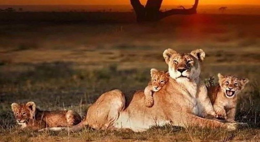 Safari de acampamento de 14 dias