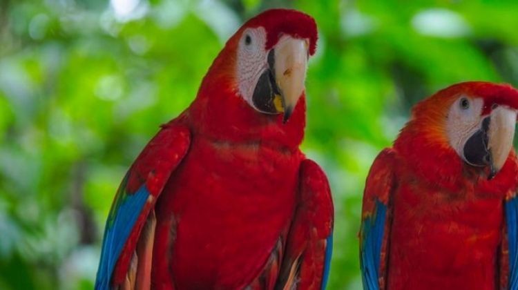 4 Days Wildlife Adventure