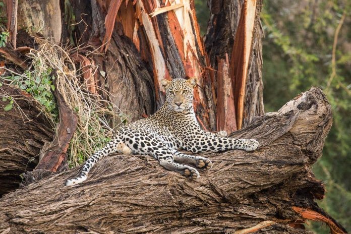 Safari Tours en el norte de Kenia