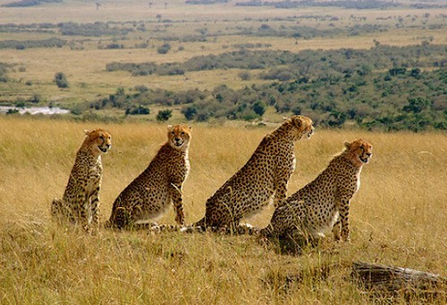 Northern Kenya Safari & Wildlife Holiday Packages
