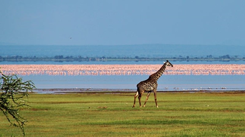 5 Days, 4 Nights Safari Tarangire, Serengeti, Ngorongoro