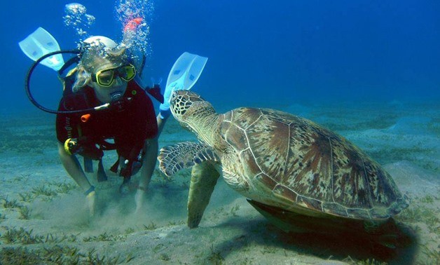 Abu Dabab tours desde Hurghda