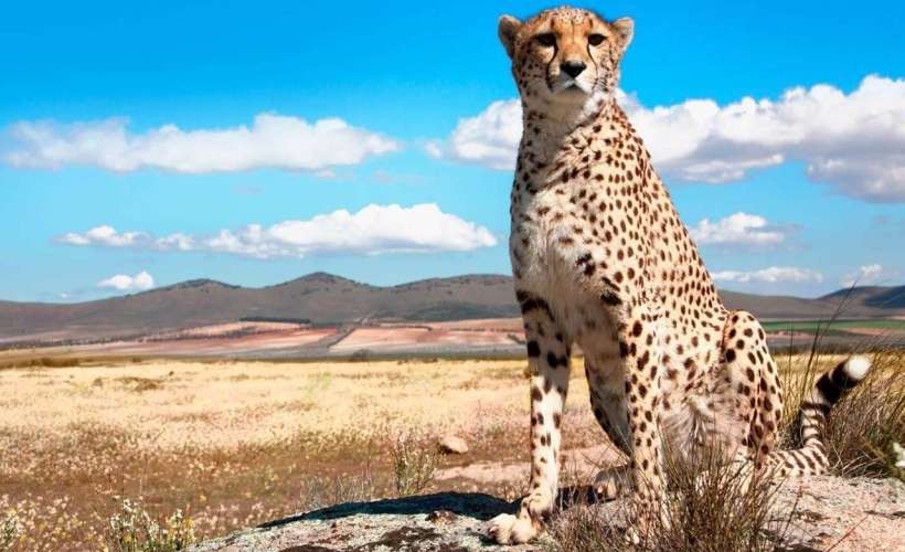 5 Days, 4 Nights Safari Tarangire, Serengeti, Ngorongoro