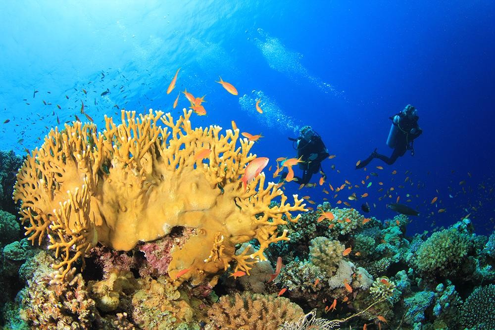 Tiran Island Tours in Sharm El Sheikh