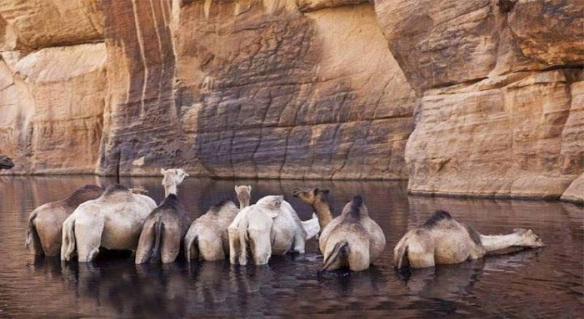 Wadi El Gemal Tours em Marsa Alam