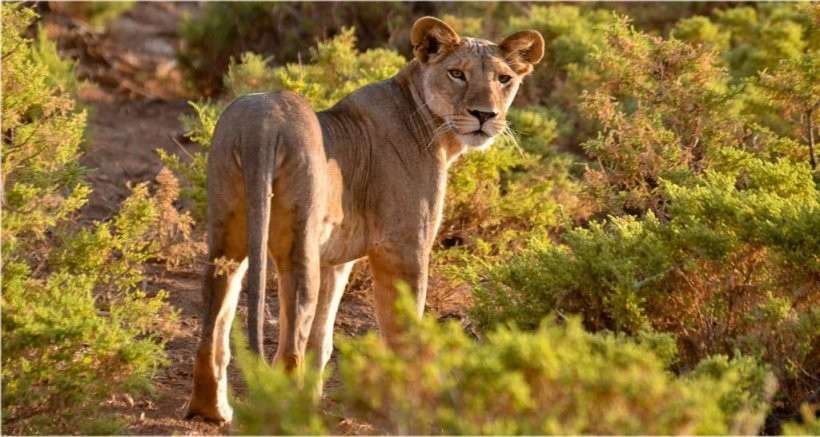 Safari Tours en el norte de Kenia