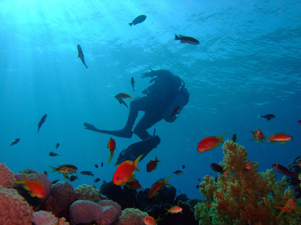 Abu Galum Safari Tours & Blue Hole Snorkeling in Dahab