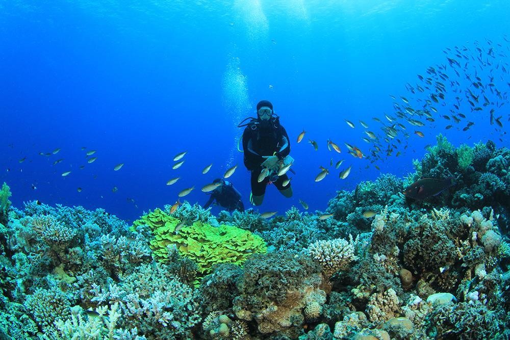Tiran Island Tours in Sharm El Sheikh