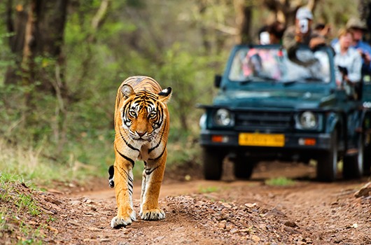 Northern Kenya Safari & Wildlife Holiday Packages