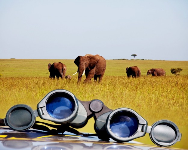 Safari de acampamento de 14 dias