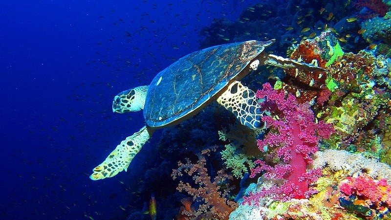 Semi Submarine Tours in Sharm El Sheikh