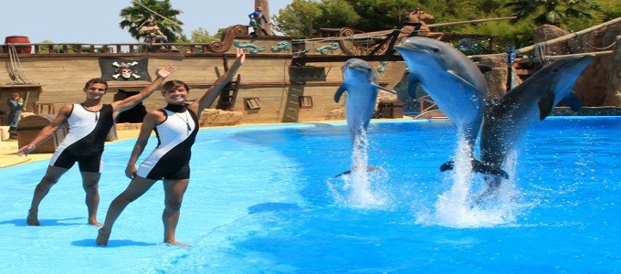 Dahab Tours to Dolphin Show