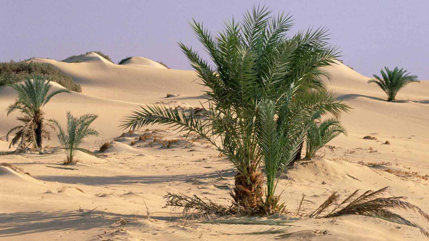 Adventure Tour in Cairo and Safari Desert