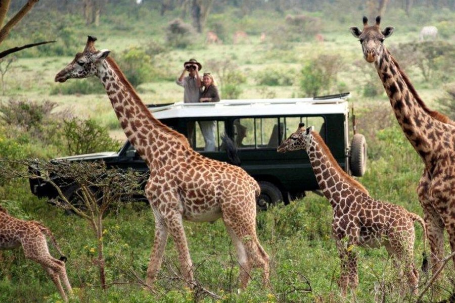 Safari Viajes a Kenia Amboseli, Masai Mara, Rift Valley