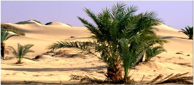 Tours El Cairo y Safari por El Desierto