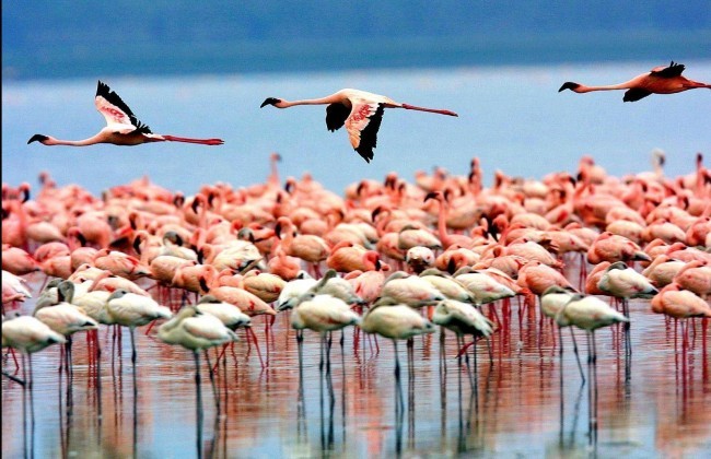 2 Days Safari Lodge Safari