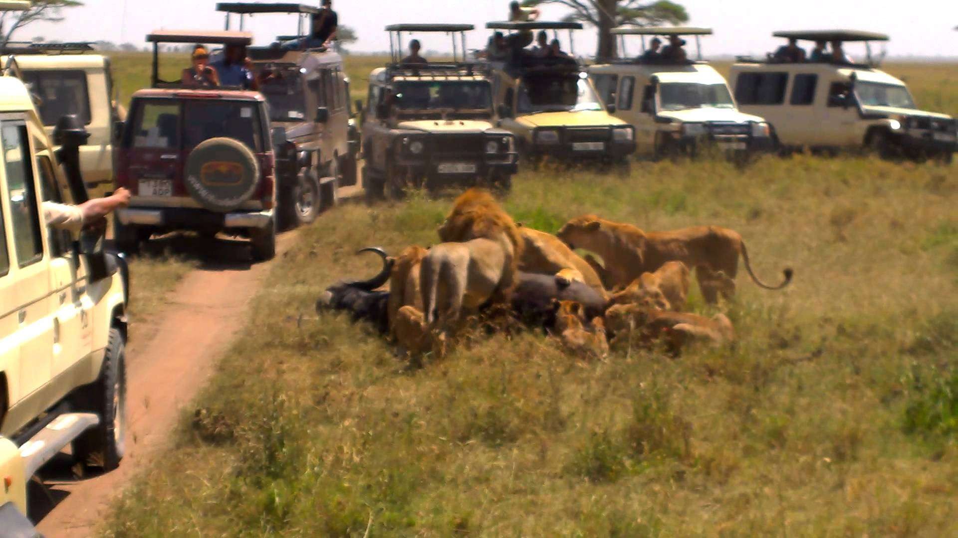 7 Days Cultural And Safari Camping