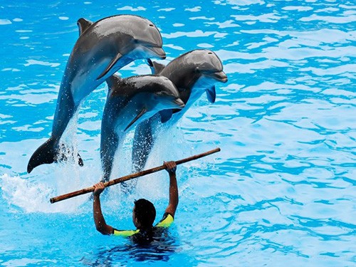 Dolphin Show Tours in Sharm El Sheikh