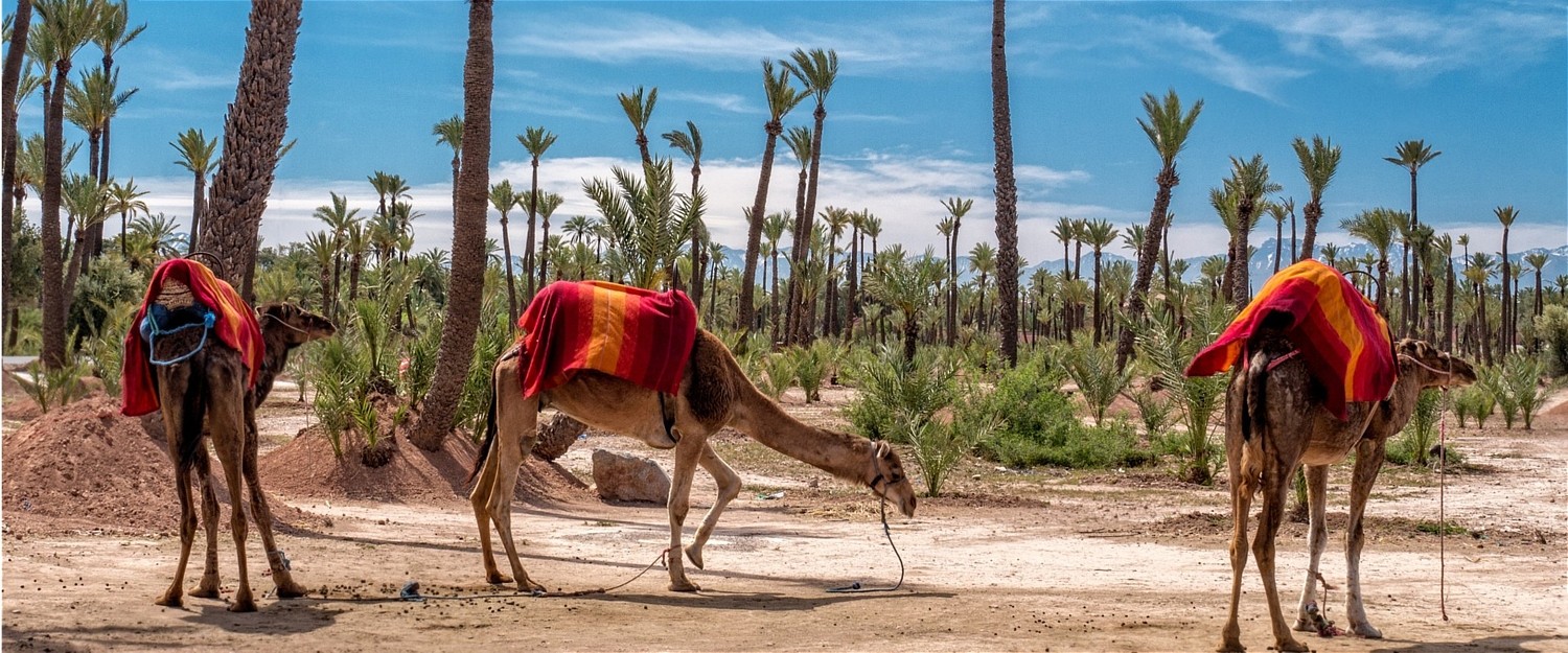 Morocco Marrakech Tours and Holidays