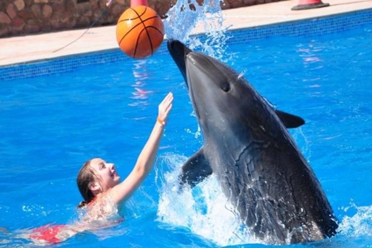 Dahab Tours to Dolphin Show