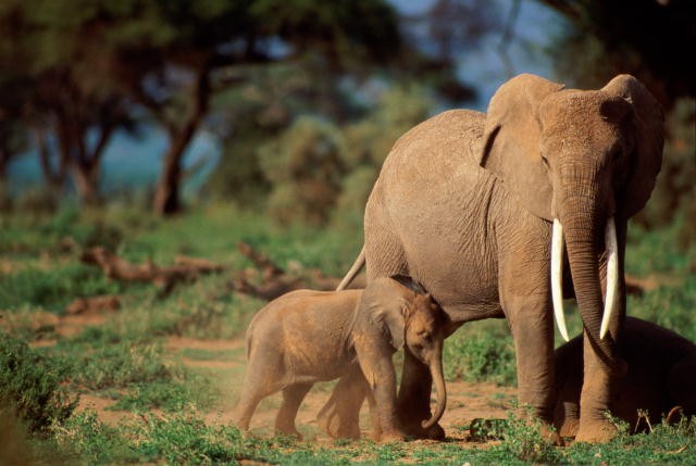 3 Days Camping Safaris