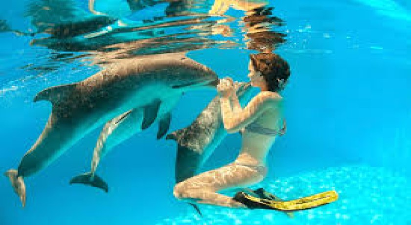 Excursiones Nadar con Delfines en Hurghada